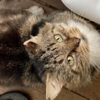 Photo of Bartholomew Ragamuffin