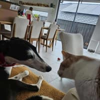 Photo of Betsy, The Cat Friendly Greyhound