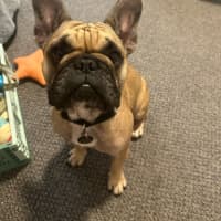 Photo of Java And Riley