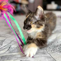 Photo of Isobel   In Foster Care In Templestowe