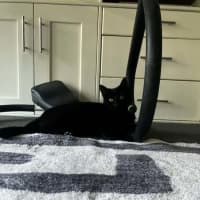 Photo of Sapphire *9 Lives Project Rescue*
