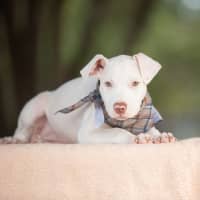 Photo of Cinder