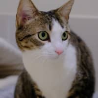 Photo of Lily