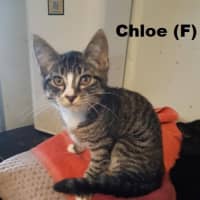 Photo of Chloe