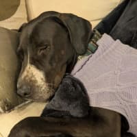 Photo of Buster