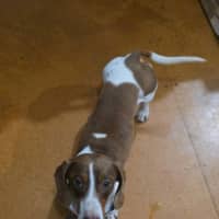 Photo of Dexter