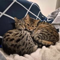 Photo of Tequila / Jaeger