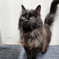 Photo of Bell