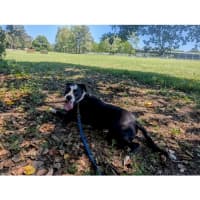 Photo of Roxy *$250 Adoption Fee*