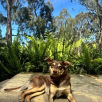 Photo of Maple
