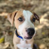 Photo of Mustard