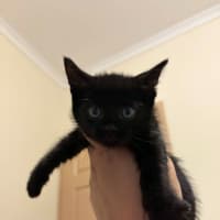 Photo of Pickles