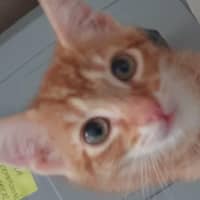 Photo of Lemon & Lime 