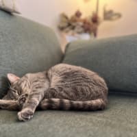 Photo of Roxy