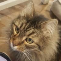 Photo of Whiskas
