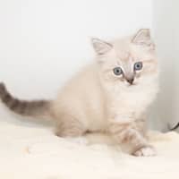 Photo of Burrito