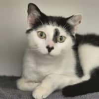 Photo of Pumpkin