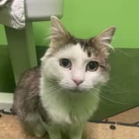 Photo of Chester