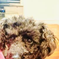 Photo of Angus 