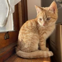 Photo of Ginger   Located In Reservoir