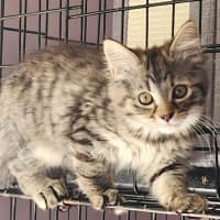 Photo of Amy (In Foster Care In Templestowe)