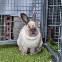 Photo of Muffin