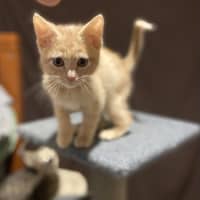 Photo of Whethers Original 