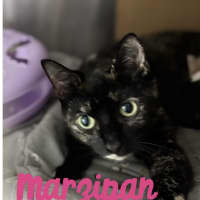 Photo of Marzipan 