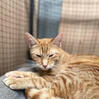 Photo of Henry Smith ** 2nd Chance Cat Rescue **