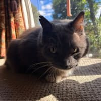 Photo of Humphrey 