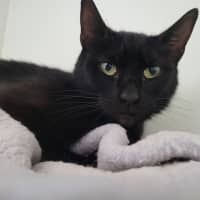 Photo of Black Beauty