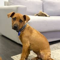 Photo of Lola   4 Month Old Bull Arab X