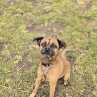 Photo of Otis (67779)