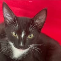 Photo of Sylverster & Gus