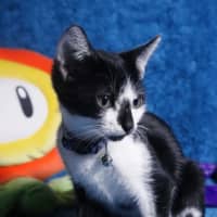 Photo of Siouxie
