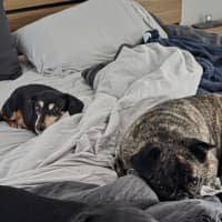 Photo of Kip   2 Year Old Cattle Dog X Dachshund