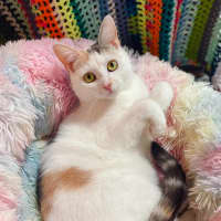 Photo of Callie