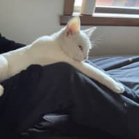 Photo of Caju* 9 Lives Rescue*💛