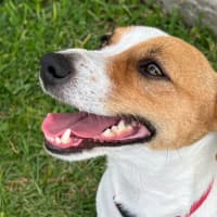 Photo of Chilli   3 Year Old Jack Russell Terrier