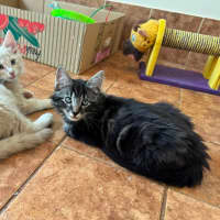 Photo of Gooseberry