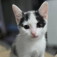 Photo of Aspen