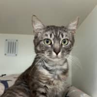 Photo of Atlas