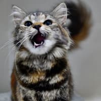 Photo of Tika Meowsala