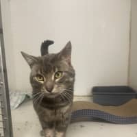 Photo of Smokey