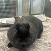 Photo of Moppsy