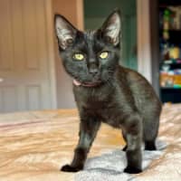 Photo of Mojo Jojo   In Foster Care In Templestowe