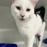 Photo of Pepé