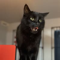 Photo of Henry 