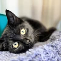 Photo of Squidly Tentacles