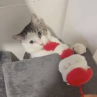 Photo of Harley